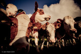 Cows and Clouds (Best Viewed at Original)