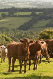 Cows and Hills