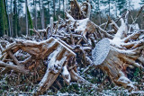 Snowy Tree Roots