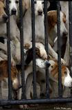20051226 Foxhounds
