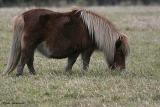 20060116 Shetland Pony
