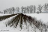 20060315 Snowy Fields