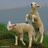 Prancing Lamb