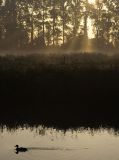 Early Morning Traffic On The River