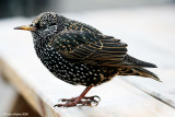 Starling