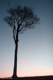 Powerful Tree 1
