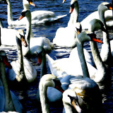 Swans (for Coleen)