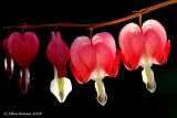 Bleeding Hearts In The Evening Light