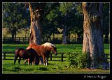 Grazing Horses