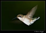 Hummingbird