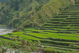 Rice Terraces- Banaue.jpg