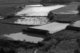 Black and White Terraces.jpg