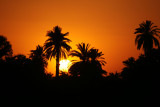 Nile Sunset Palms.jpg