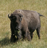 A Bison Mouthful.jpg