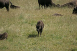 Baby Bison.jpg