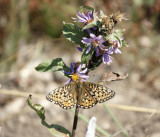 Moth and Flower.jpg