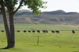 Horse Walk.jpg