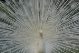 DSC00871.JPG