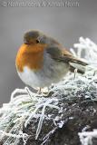 European Robin in Frost