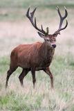 Red Deer Stag