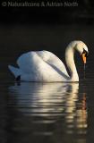 Mute Swan Early Morning