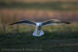 Herring Gull Landing