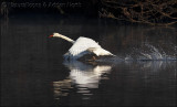 Mute Swan Take Off