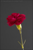 Dark Red Carnation