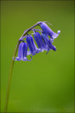 Bluebell In A Wood