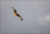 Red Kite, Berkshire