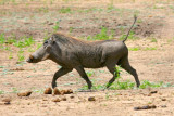 Warthog