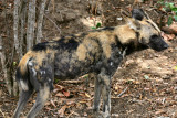 African Hunting Dog