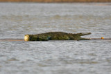 Nile Crocodile