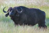 Cape Buffalo