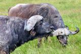 Cape Buffalo