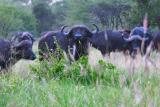 Cape Buffalo