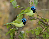 DSC_3197_Green Jays_web.jpg