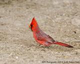 DSC_3241_Northern Cardinal_web.jpg