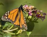 _SH21990 Monarch.jpg