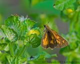 _KRV0416 Skipper Spp..jpg