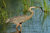 _KRV0440 Great Blue Heron with catfish.jpg
