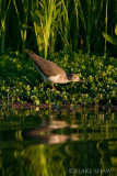 Spotted Sandpiper, Juvenile