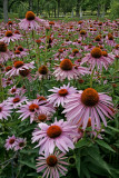 Swing Vertical Coneflowers 654.jpg