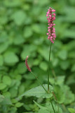 Fleece Flower Tilt Macro2723.jpg