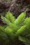 Ostrich Fern 4847.jpg