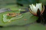 Leopard Frog  Water Lily 5094.jpg