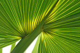 Palm 8630.jpg