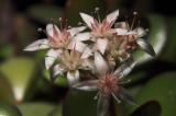 Crassula flower