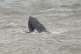 Humpback Whale - Megaptera novaeangliae - Bultrug