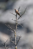 Cretzschmars Bunting - Emberiza caesia